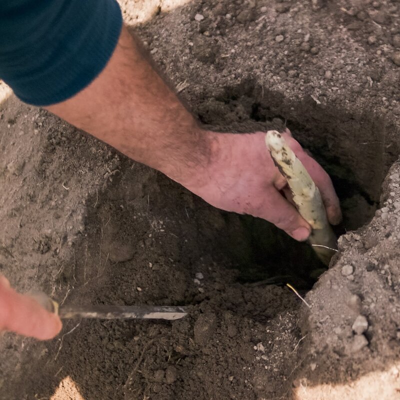 L'immagine mostra una persona mentre raccoglie un asparago bianco dal terreno con l'aiuto di un coltello. La mano sinistra estrae delicatamente l'asparago da una buca, mentre la destra utilizza lo strumento per tagliarlo. Il terreno appare soffice e smosso, tipico della coltivazione degli asparagi bianchi. La scena è ravvicinata, mettendo in evidenza il gesto della raccolta. | © Filippo Frizzera, 2024
