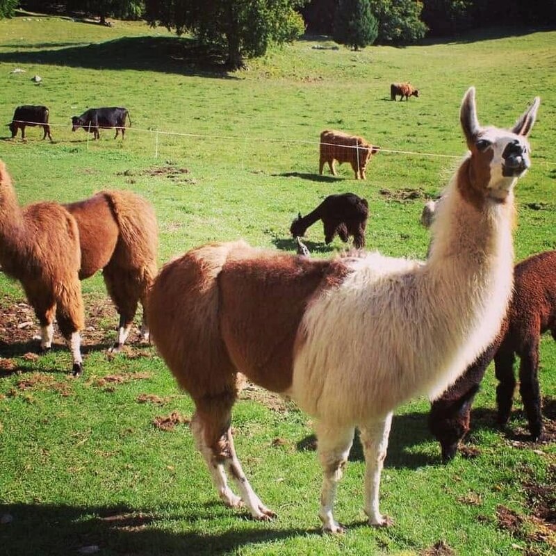 Visita alla fattoria