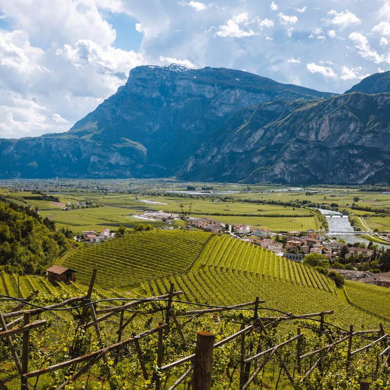Una veduta dall'alto sui vigneti della Piana Rotaliana, con le geometrie dei filari verdi in primo piano che scendono verso la valle attraversata dal fiume Adige. Sullo sfondo, la parete rocciosa della Paganella domina il paesaggio sotto un cielo parzialmente nuvoloso. | © Nicola Cagol, 2021