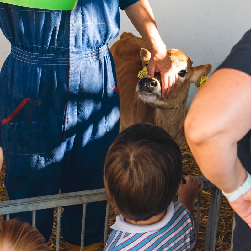 Un vitello marrone chiaro con un marchio giallo all'orecchio viene accarezzato da una persona con una tuta blu. Dei bambini osservano da dietro una recinzione metallica, mentre un'altra persona adulta è parzialmente visibile sulla destra. | © Filippo Frizzera, 2019