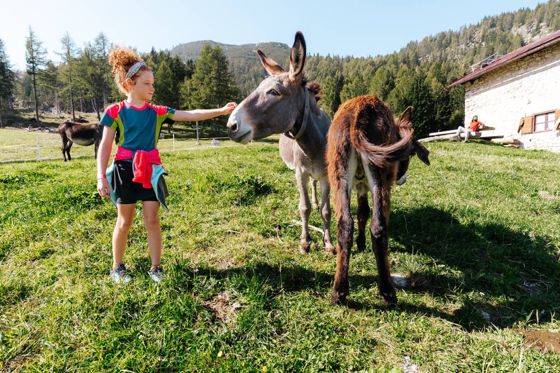 Una bambina accarezza gli asini di Malga Fai in Paganella. | © Mirko Perli, 2023