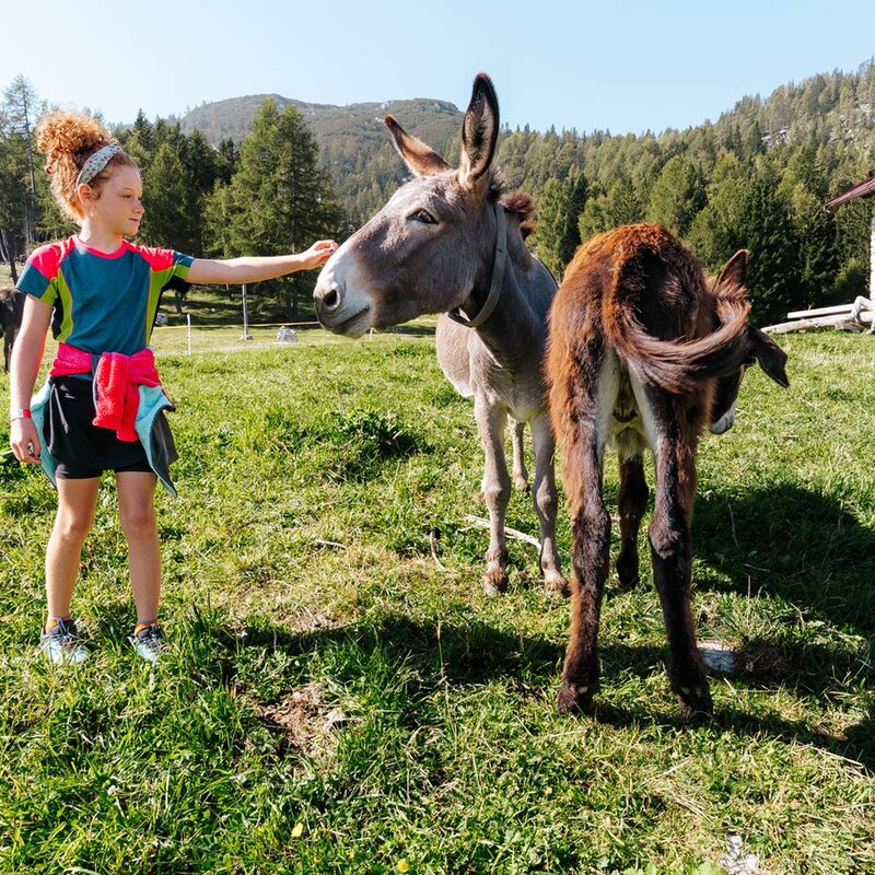 A little girl pets the donkeys at Malga Fai in Paganella. | © Mirko Perli, 2023