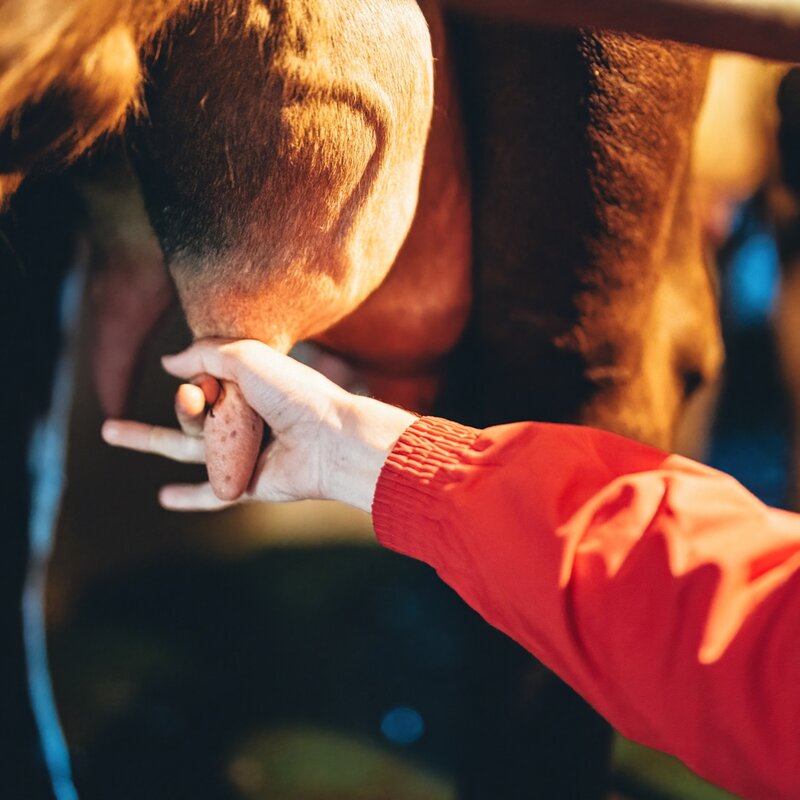 L'immagine mostra una mano umana che munge una mammella di una mucca in una stalla. | © Mirko Perli, 2023