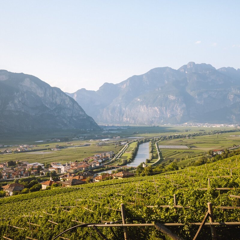 The vineyards and the mountains surrounding the villages of the Piana Rotaliana Königsberg  | © Nicola Cagol, 2021