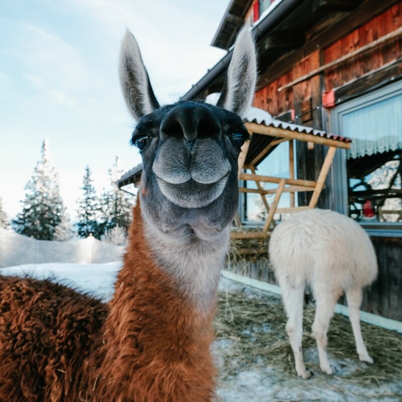 Lamas Lupin and Merlin at Dosso Larici Refuge | © Vitaly Yarosh, 2019