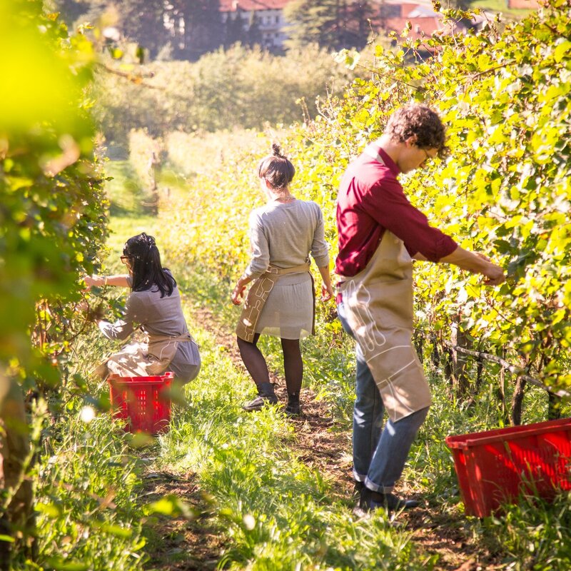 Grape harvest in Piana Rotaliana Konigsberg | © Alfredo Croce, 2017