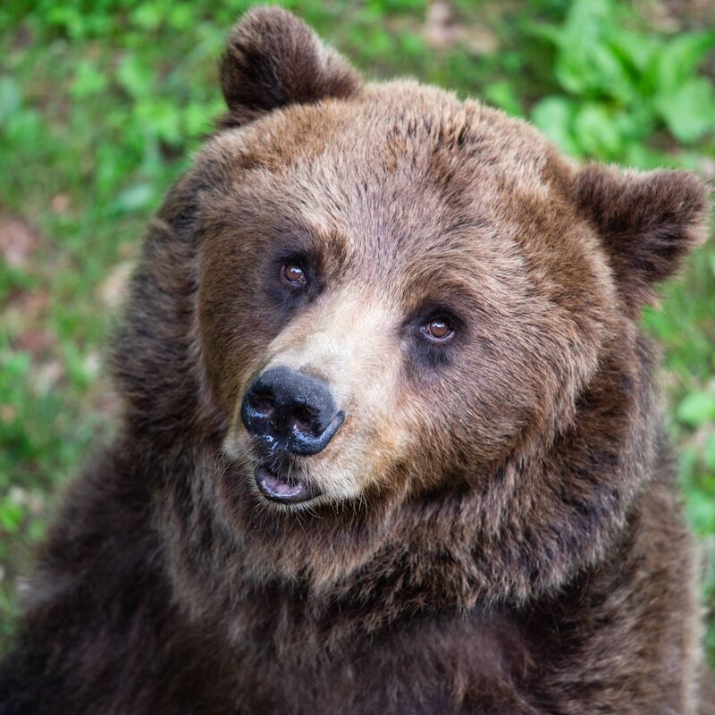 Un ritratto ravvicinato del volto di un orso bruno che guarda verso l'alto con un'espressione curiosa. Si vede il muso bagnato, la folta pelliccia marrone e l'erba verde sullo sfondo sfocato. | © Alex Mottes, 2022