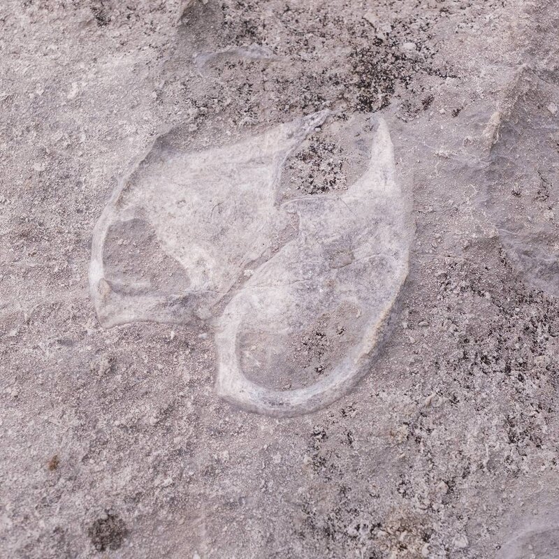 Nahaufnahme eines prähistorischen Fossils, das im grauen Kalkgestein der Brenta-Dolomiten entlang des Geotrails im Val d'Ambiez eingebettet ist. | © Filippo Frizzera, 2022