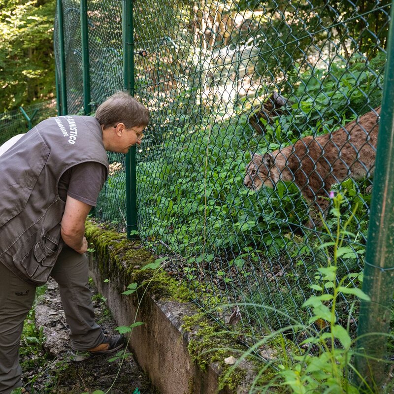 Martha Hirber si prende cura di una lince all'interno del Belpark di Spormaggiore | © Oliver Astrologo, 2019