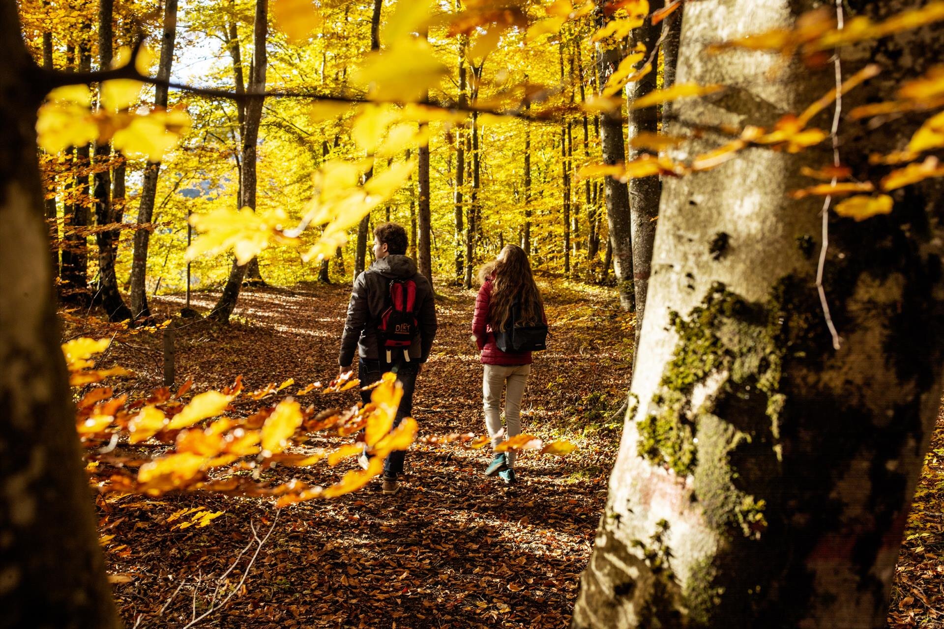 Zwei Personen mit Rucksäcken, von hinten gesehen, wandern auf einem laubbedeckten Weg durch einen Wald auf dem Höhepunkt des Herbstlaubs im Parco del Respiro. Das Sonnenlicht, das durch das Blätterdach scheint, taucht die gesamte Szene in warme Gelb- und Orangetöne. | © Massimo Giovannini. 20222