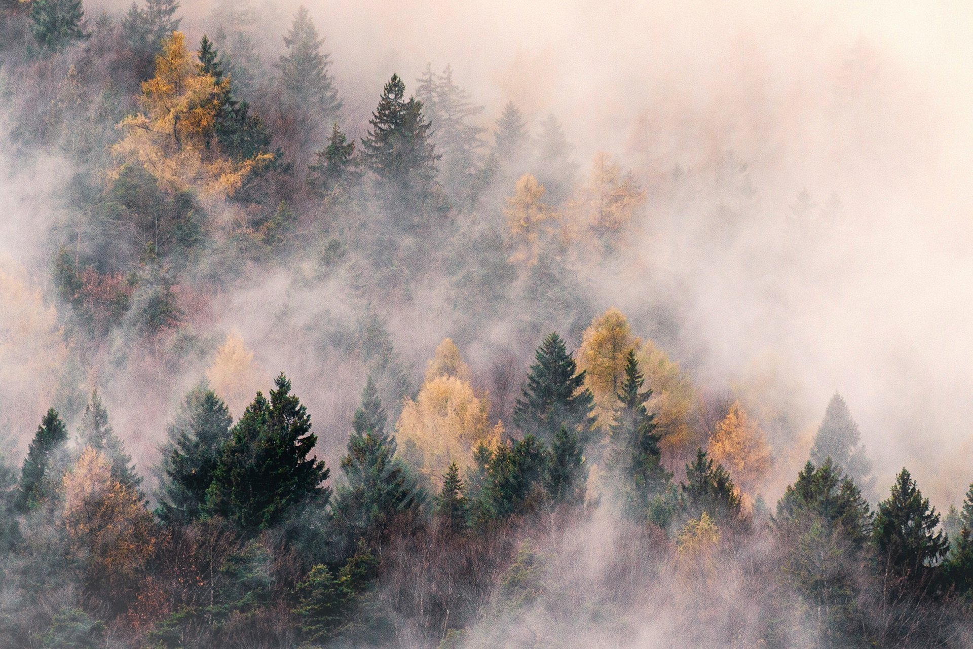 Pendio di una montagna ricoperto da un fitto bosco parzialmente avvolto da una spessa nebbia bianca. Si distinguono i colori dell'autunno, con conifere verde scuro alternate ad alberi con chiome gialle e arancioni. | © Filippo Frizzera, 2019