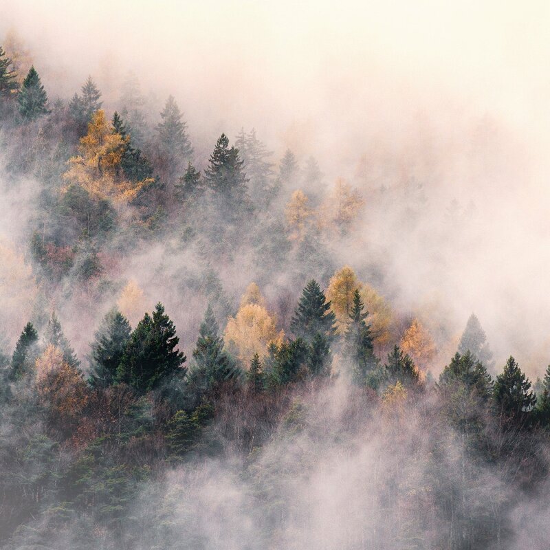 Pendio di una montagna ricoperto da un fitto bosco parzialmente avvolto da una spessa nebbia bianca. Si distinguono i colori dell'autunno, con conifere verde scuro alternate ad alberi con chiome gialle e arancioni. | © Filippo Frizzera, 2019