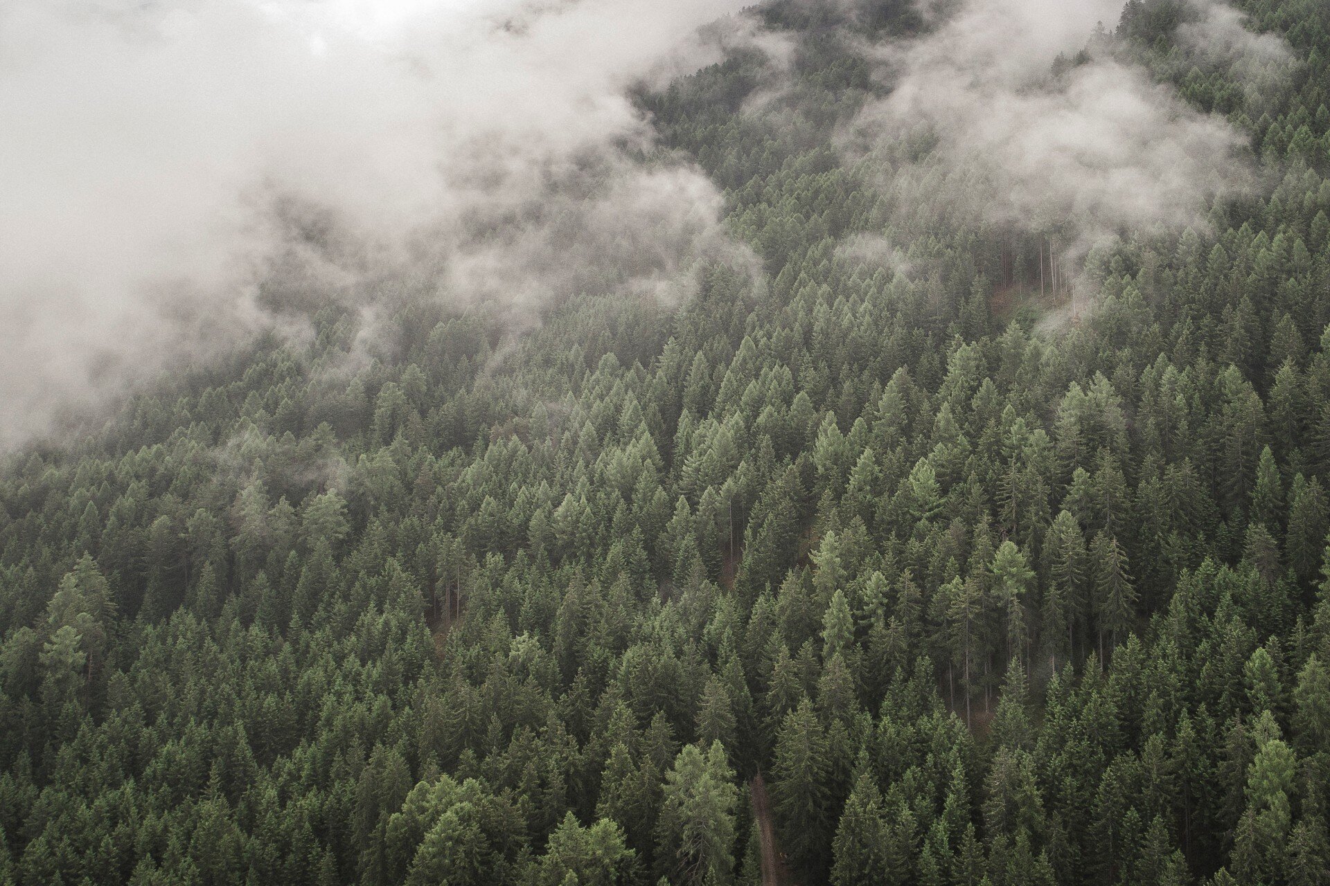 Veduta aerea di un fitto bosco di conifere verde scuro, parzialmente avvolto da nuvole basse e nebbia. | © Manuel Kottersteger, 2020