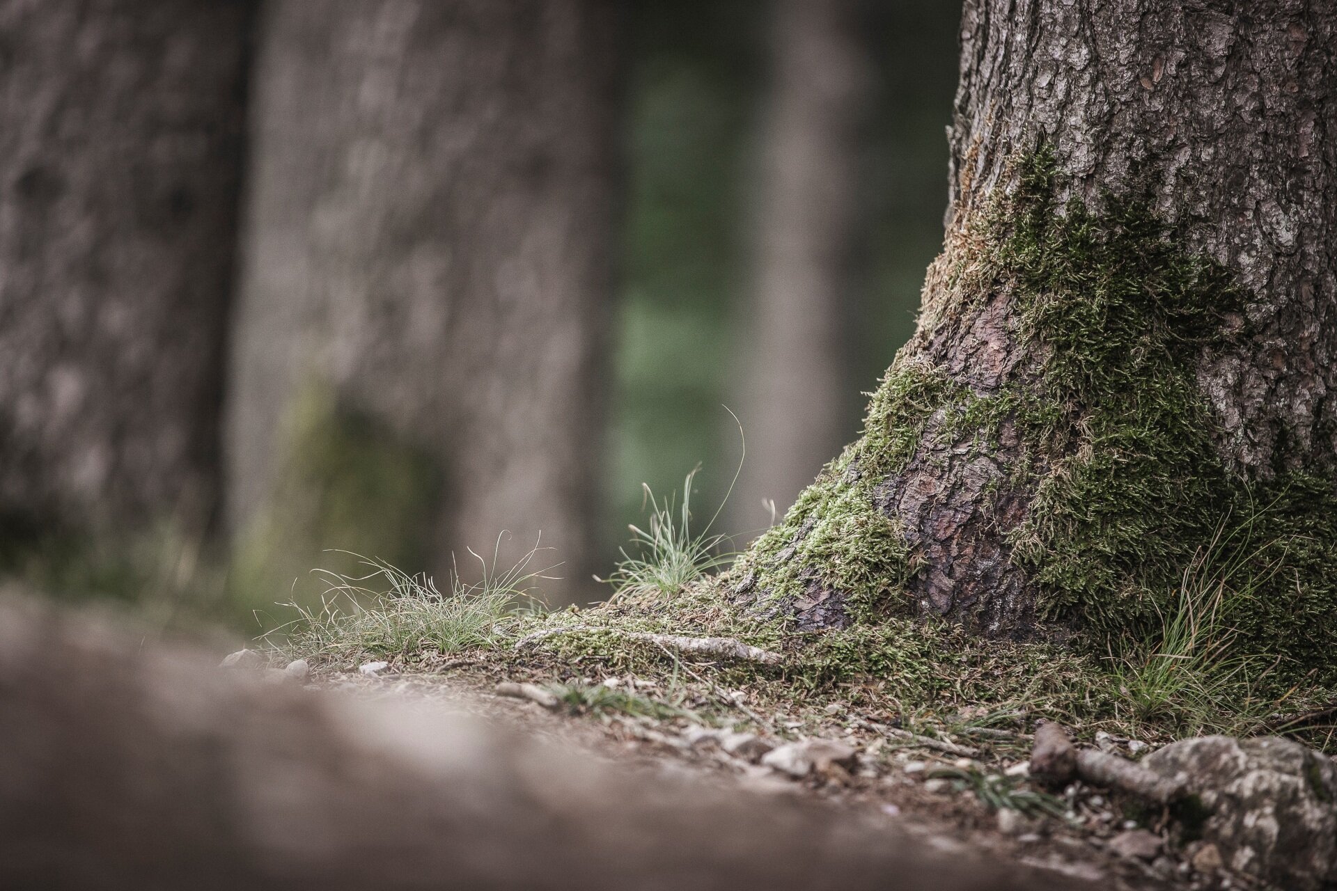 Vista ravvicinata della base di un tronco d'albero ricoperto di muschio verde e fili d'erba. Sfondo sfocato con altri alberi del bosco. | © Manuel Kottersteger, 2020