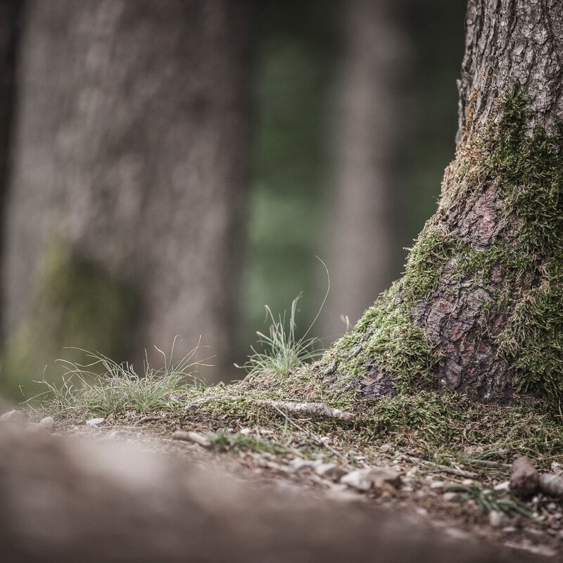 Vista ravvicinata della base di un tronco d'albero ricoperto di muschio verde e fili d'erba. Sfondo sfocato con altri alberi del bosco. | © Manuel Kottersteger, 2020
