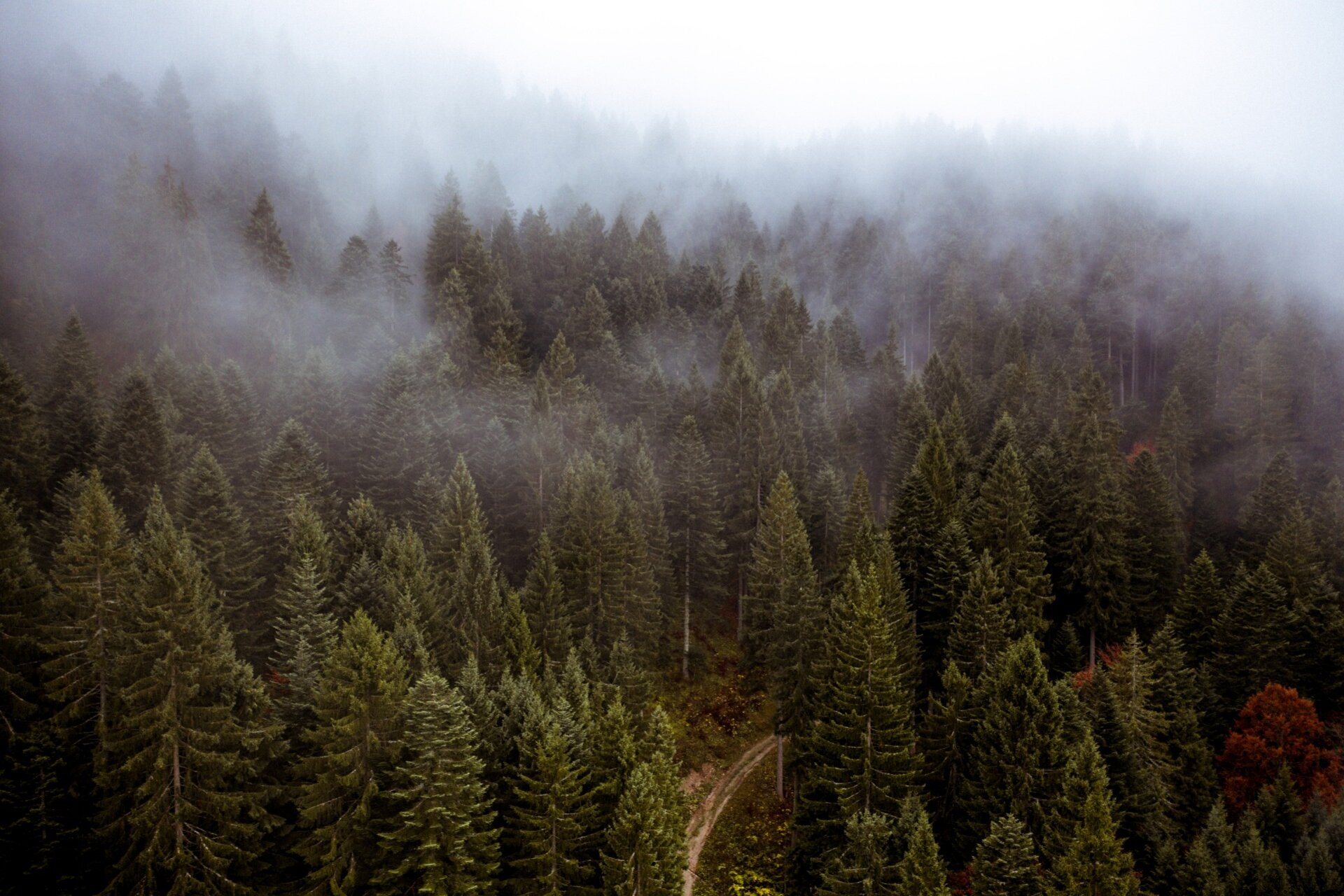 Vista dall'alto di una fitta foresta di conifere verde scuro. Banchi di nebbia avvolgono la parte superiore degli alberi. In basso al centro, un piccolo sentiero sterrato serpeggia tra i tronchi. Sulla destra, un albero con foglie rossastre. | © Frame and Work, 2019