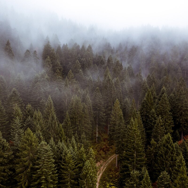 Vista dall'alto di una fitta foresta di conifere verde scuro. Banchi di nebbia avvolgono la parte superiore degli alberi. In basso al centro, un piccolo sentiero sterrato serpeggia tra i tronchi. Sulla destra, un albero con foglie rossastre. | © Frame and Work, 2019