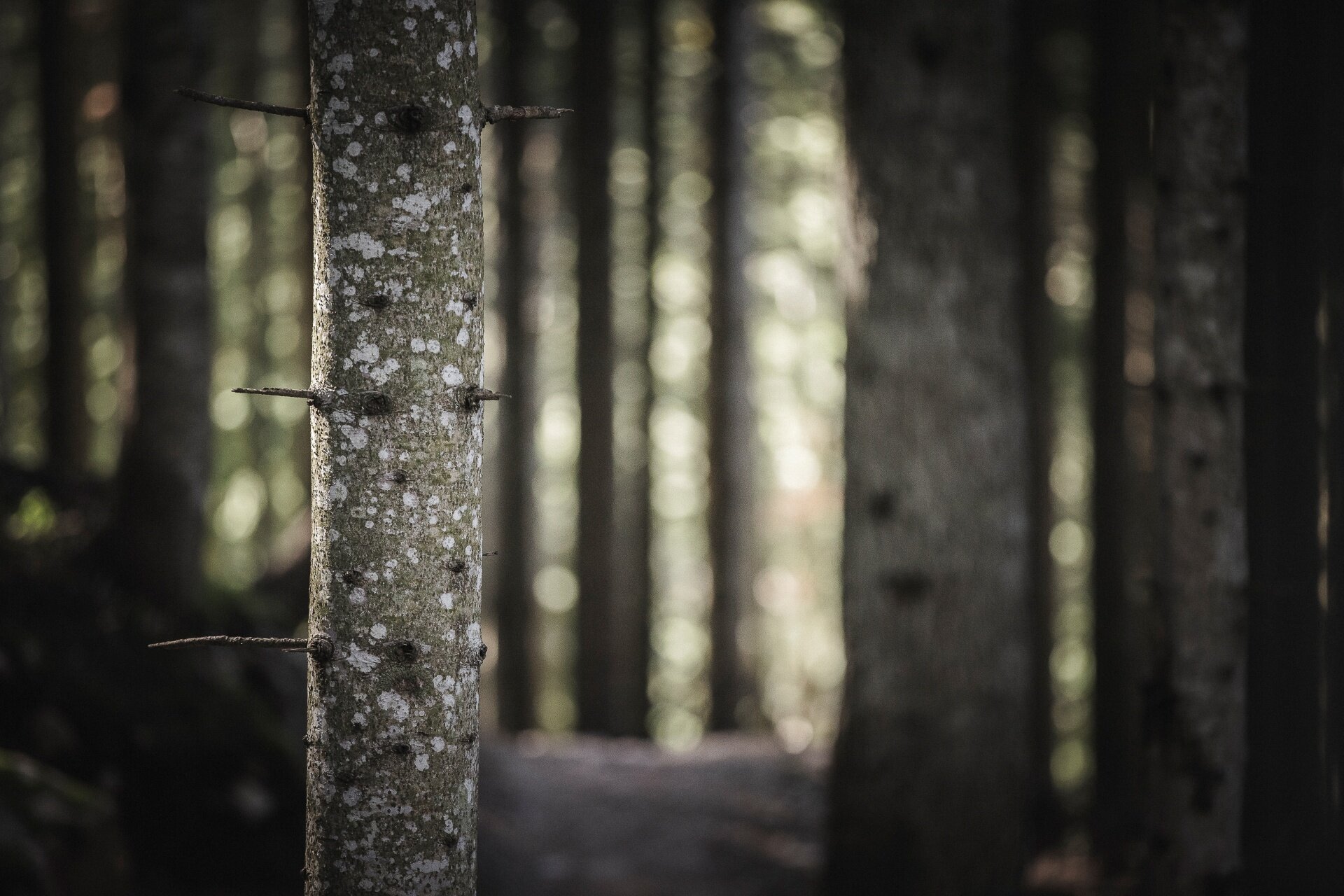 Primo piano di un tronco d'albero dritto con macchie chiare sulla corteccia e piccoli rami spogli. Sullo sfondo sfocato, i tronchi verticali di un fitto bosco in ombra. | © Manuel Kottersteger, 2020