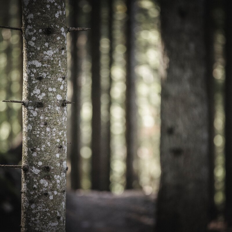 Primo piano di un tronco d'albero dritto con macchie chiare sulla corteccia e piccoli rami spogli. Sullo sfondo sfocato, i tronchi verticali di un fitto bosco in ombra. | © Manuel Kottersteger, 2020