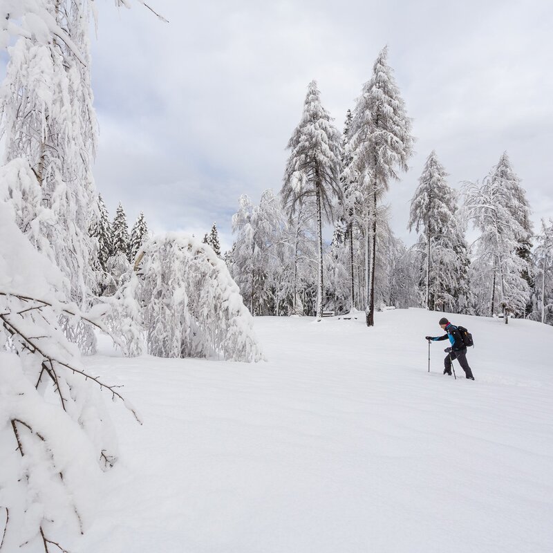 L'immagine mostra una persona che cammina sulla neve con bastoncini da trekking in una radura circondata da alberi coperti di neve. In primo piano ci sono rami innevati, mentre sullo sfondo si vedono alberi alti con una copertura nuvolosa nel cielo. | © Filippo Frizzera, 2018