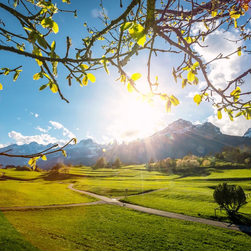 A bright green meadow stretches until it meets the snow-capped Brenta Dolomites in the background. The photo is framed by branches with light green leaves illuminated by the sun. A path meanders across the meadow, while the sun shines in the blue sky with white clouds. | © Filippo Frizzera, 2019