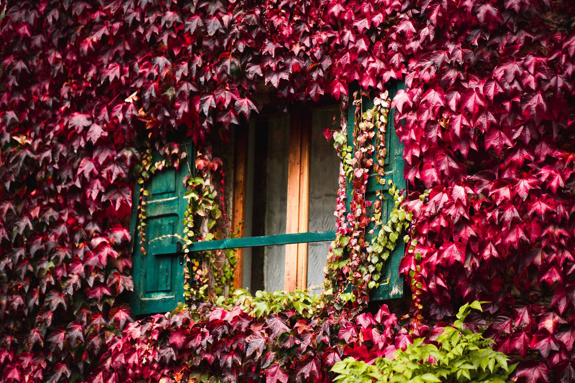 Un'antica finestra con le persiane in legno verde è quasi completamente sommersa da una fitta coltre di edera rampicante. Le foglie della pianta, tipiche del foliage autunnale a San Lorenzo Dorsino, creano un suggestivo contrasto cromatico con il loro colore rosso intenso. | © Gabor Nagy, 2019