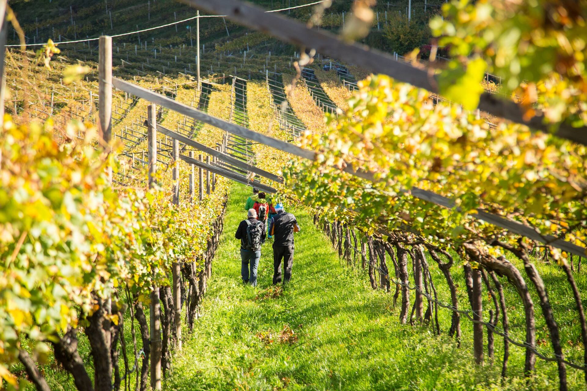 Eine Gruppe von Wanderern geht im Herbst auf einem grasbewachsenen Weg zwischen den Rebzeilen eines Weinbergs in der Piana Rotaliana. Die Blätter der Reben zeigen die warmen Gelbtöne des Herbstlaubs, beleuchtet vom Sonnenlicht. | © Alfredo Croce, 2017