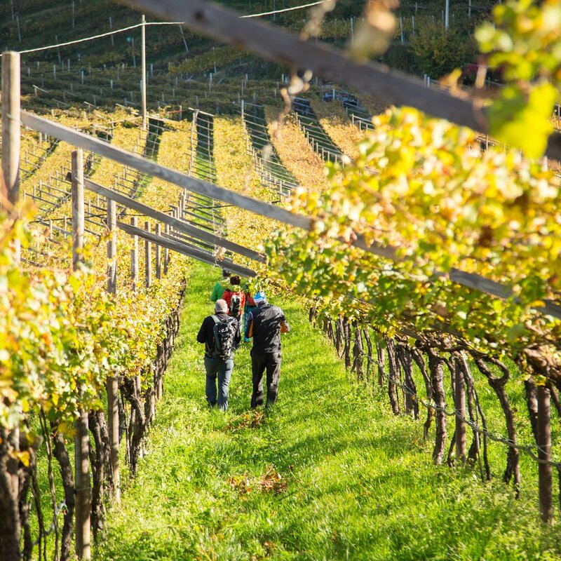 Eine Gruppe von Wanderern geht im Herbst auf einem grasbewachsenen Weg zwischen den Rebzeilen eines Weinbergs in der Piana Rotaliana. Die Blätter der Reben zeigen die warmen Gelbtöne des Herbstlaubs, beleuchtet vom Sonnenlicht. | © Alfredo Croce, 2017