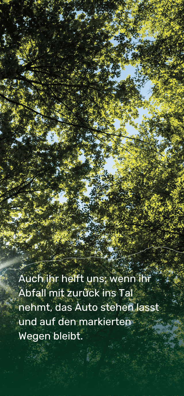 Das Bild zeigt einen Blick direkt nach oben in das Blätterdach eines sonnenbeschienenen Waldes. Das Sonnenlicht filtert durch die leuchtend grünen Blätter und lässt dazwischen Flecken des blauen Himmels erkennen.  Im unteren Teil des Bildes ist folgender Text eingeblendet: „Auch ihr helft uns: wenn ihr Abfall mit zurück ins Tal nehmt, das Auto stehen lasst und auf den markierten Wegen bleibt.“ | © Filippo Frizzera, 2024