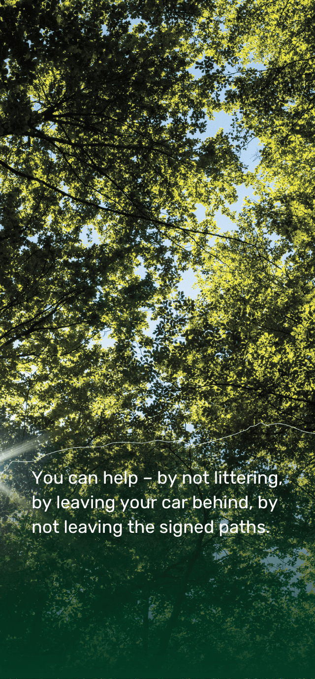 The image shows a view looking directly up into the leafy canopy of a sunlit forest. Sunlight filters through the vibrant green leaves, revealing patches of blue sky in between.  Overlaid on the lower part of the image is the following text: "You can help – by not littering, by leaving your car behind, by not leaving the signed paths." | © Filippo Frizzera, 2024