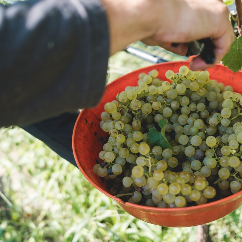 Un primo piano durante la vendemmia: la mano di una persona usa delle cesoie per tagliare un grappolo d'uva bianca dalla pianta, facendolo cadere all'interno di un secchio arancione già colmo di uva matura. Sullo sfondo sfocato si nota il verde dell'erba del vigneto. | © Filippo Frizzera, 2025