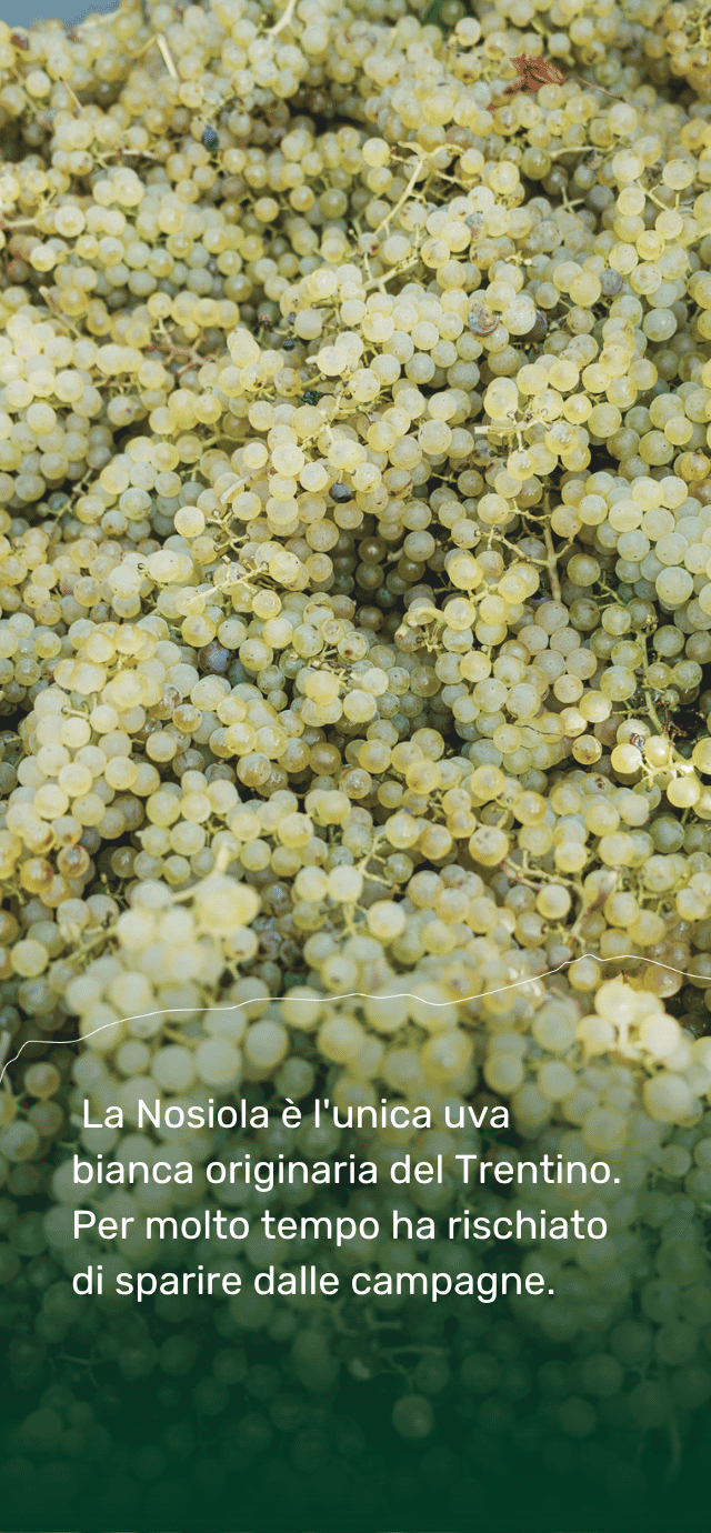 Un primo piano ravvicinato di una grande quantità di uva bianca appena vendemmiata. Nella parte inferiore dell'immagine, su uno sfondo sfumato verde scuro e separato da una sottile linea bianca ondulata, è riportato il seguente testo in bianco: "La Nosiola è l'unica uva bianca originaria del Trentino. Per molto tempo ha rischiato di sparire dalle campagne." | © Filippo Frizzera, 2025