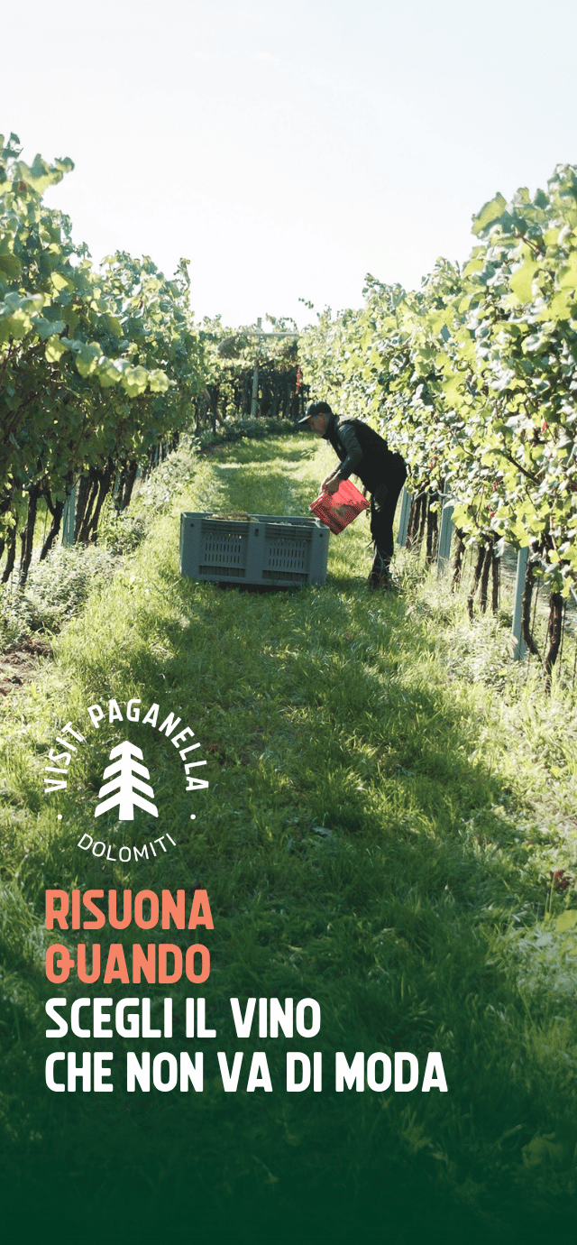 Una scena di vendemmia alla luce del sole in un vigneto rigoglioso. Un uomo in mezzo al filare erboso sta svuotando una cesta rossa piena d'uva in una grande cassa grigia posata a terra tra le viti. In basso a sinistra, su una sfumatura verde scuro, si trova un logo circolare bianco con un abete stilizzato al centro e le parole "VISIT PAGANELLA" e "DOLOMITI". Sotto il logo è scritto il seguente testo: "RISUONA QUANDO" (in color pesca) "SCEGLI IL VINO CHE NON VA DI MODA" (in bianco) | © Filippo Frizzera, 2025