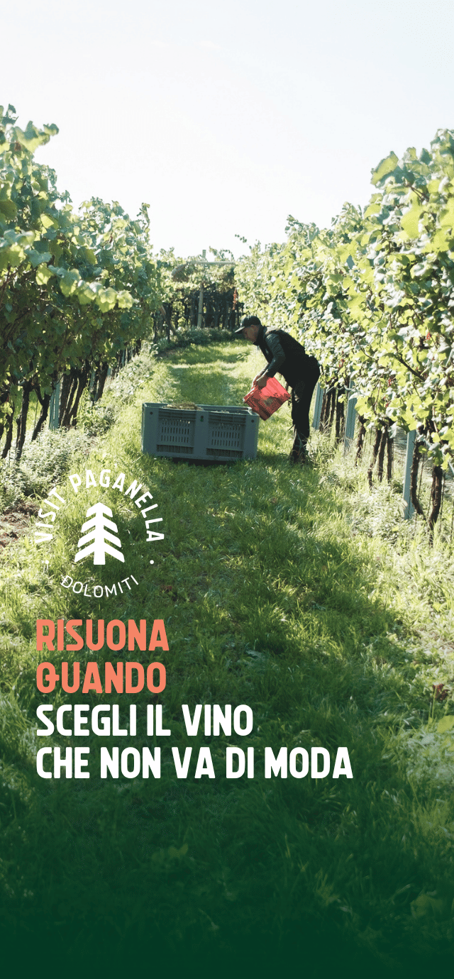 Una scena di vendemmia alla luce del sole in un vigneto rigoglioso. Un uomo in mezzo al filare erboso sta svuotando una cesta rossa piena d'uva in una grande cassa grigia posata a terra tra le viti. In basso a sinistra, su una sfumatura verde scuro, si trova un logo circolare bianco con un abete stilizzato al centro e le parole "VISIT PAGANELLA" e "DOLOMITI". Sotto il logo è scritto il seguente testo: "RISUONA QUANDO" (in color pesca) "SCEGLI IL VINO CHE NON VA DI MODA" (in bianco) | © Filippo Frizzera, 2025
