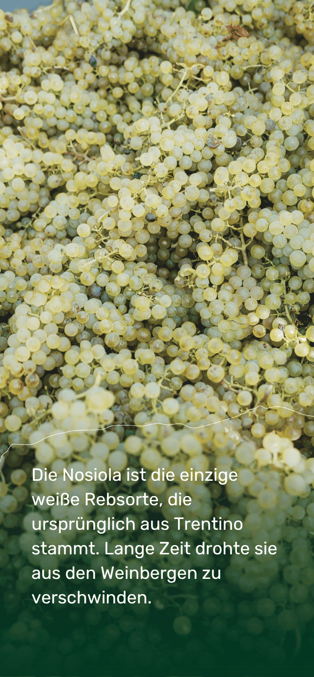 Eine Nahaufnahme von einer großen Menge frisch geernteter weißer Weintrauben. Im unteren Teil des Bildes steht auf einem dunkelgrünen Farbverlauf, der durch eine dünne, wellige weiße Linie abgetrennt ist, der folgende Text in Weiß: "Die Nosiola ist die einzige weiße Rebsorte, die ursprünglich aus Trentino stammt. Lange Zeit drohte sie aus den Weinbergen zu verschwinden." | © Filippo Frizzera, 2025
