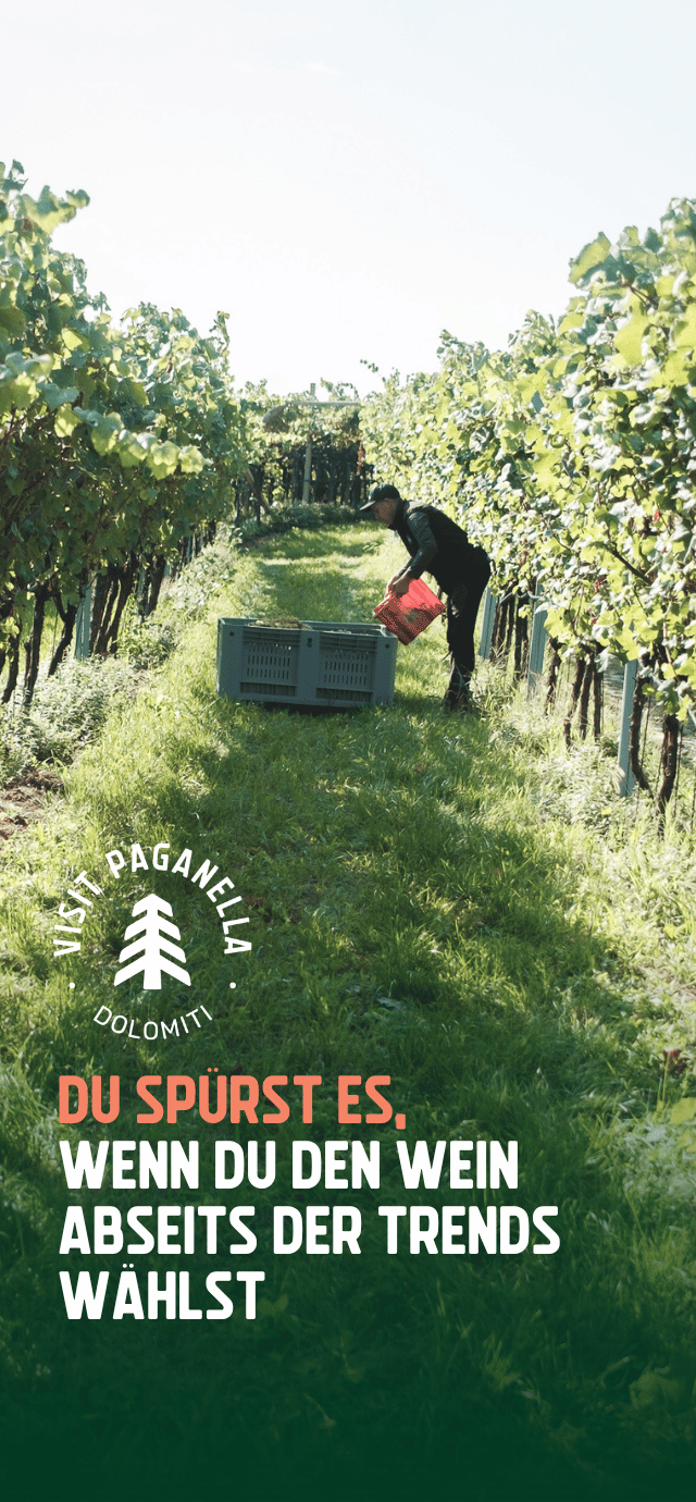 Eine sonnige Szene bei der Weinlese in einem üppigen Weinberg. Ein Mann steht zwischen den grasbewachsenen Rebzeilen und leert einen roten Korb mit Trauben in eine große graue Kiste. Unten links befindet sich ein rundes, weißes Logo mit einer stilisierten Tanne und den Wörtern "VISIT PAGANELLA" und "DOLOMITI". Darunter steht in Großbuchstaben: "DU SPÜRST ES," (in Pfirsichfarbe) "WENN DU DEN WEIN ABSEITS DER TRENDS WÄHLST" (in Weiß) | © Filippo Frizzera, 2025