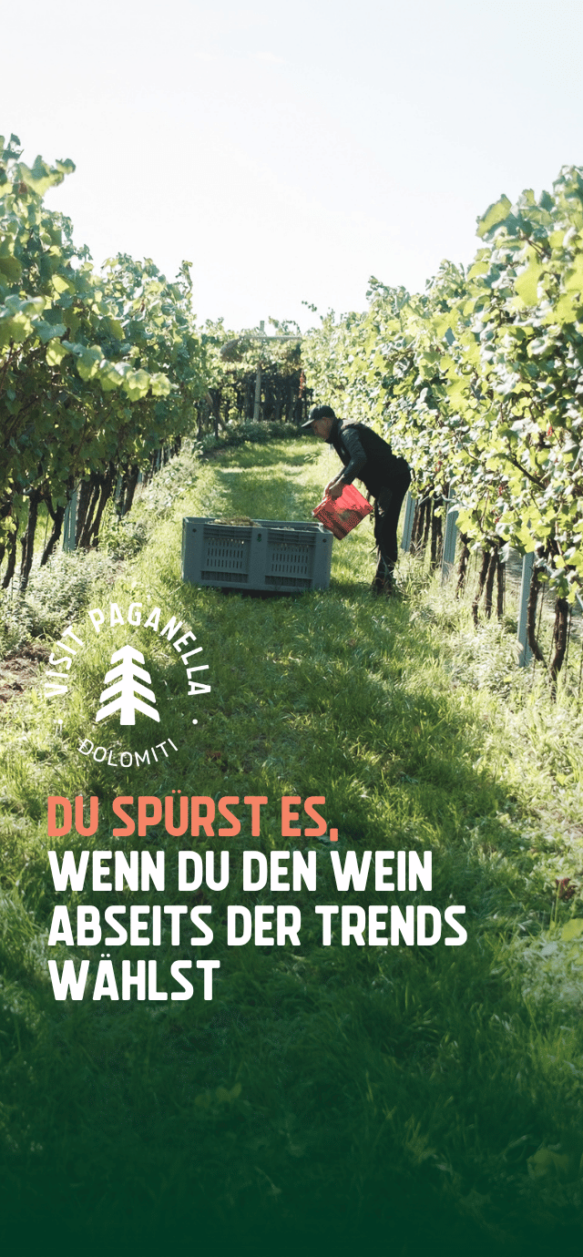 Eine sonnige Szene bei der Weinlese in einem üppigen Weinberg. Ein Mann steht zwischen den grasbewachsenen Rebzeilen und leert einen roten Korb mit Trauben in eine große graue Kiste. Unten links befindet sich ein rundes, weißes Logo mit einer stilisierten Tanne und den Wörtern "VISIT PAGANELLA" und "DOLOMITI". Darunter steht in Großbuchstaben: "DU SPÜRST ES," (in Pfirsichfarbe) "WENN DU DEN WEIN ABSEITS DER TRENDS WÄHLST" (in Weiß) | © Filippo Frizzera, 2025