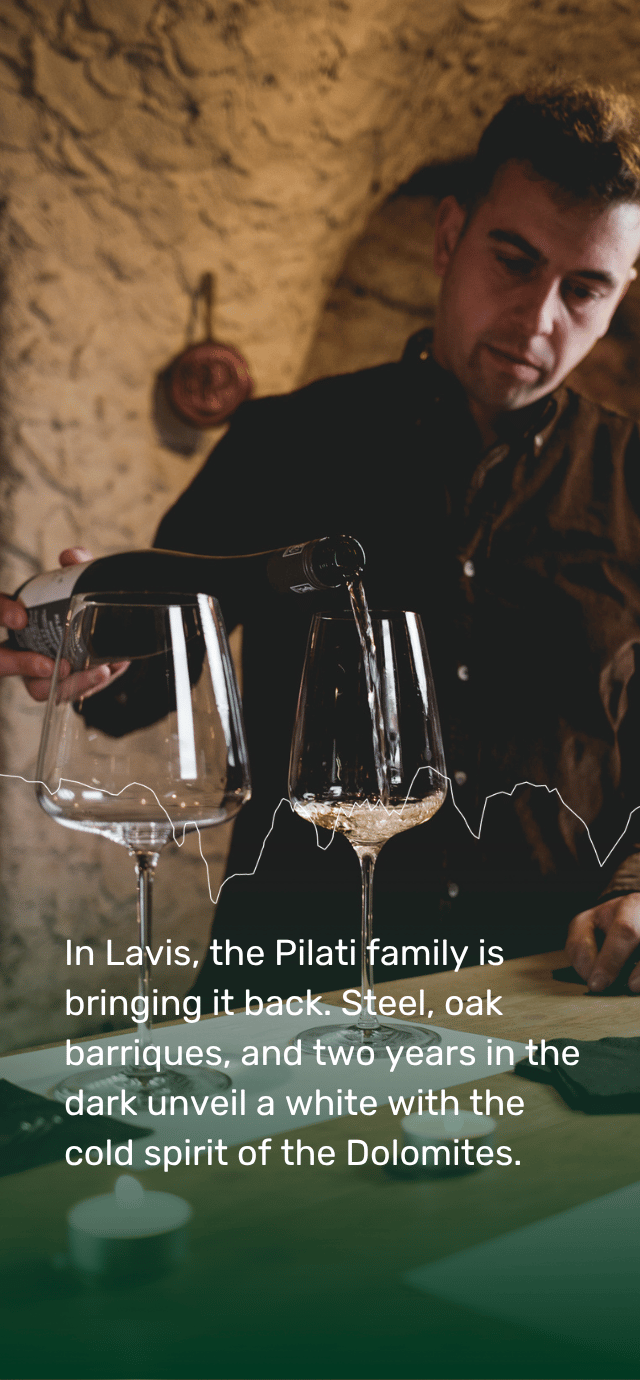 Inside a rustic cellar with arched stone walls, a man pours white wine from a dark bottle into a large glass on a green table. A thin, irregular white line resembling a mountain profile crosses the middle of the image. At the bottom, on a dark green gradient, white text reads: "In Lavis, the Pilati family is bringing it back. Steel, oak barriques, and two years in the dark unveil a white with the cold spirit of the Dolomites." | © Filippo Frizzera, 2025