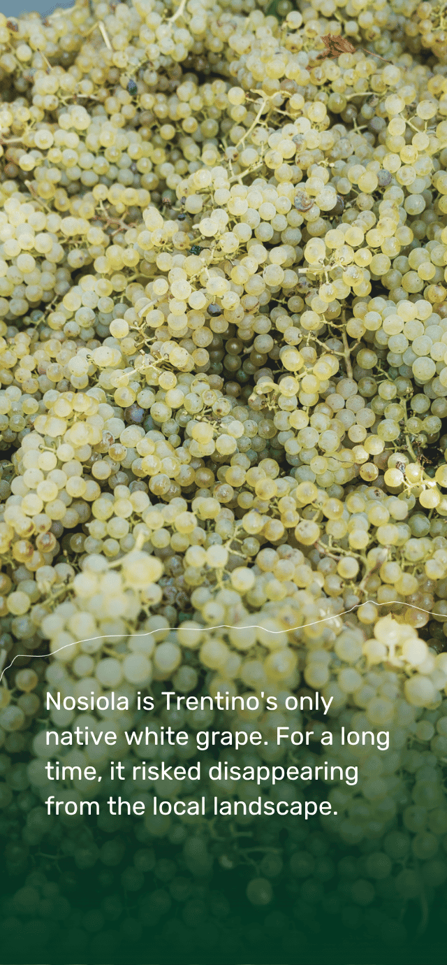 A close-up view of a large quantity of freshly harvested white grapes. At the bottom, on a dark green gradient separated by a thin, wavy white line, white text reads: "Nosiola is Trentino's only native white grape. For a long time, it risked disappearing from the local landscape."  3. Immagine "Klinger_Coperti | © Filippo Frizzera, 2025