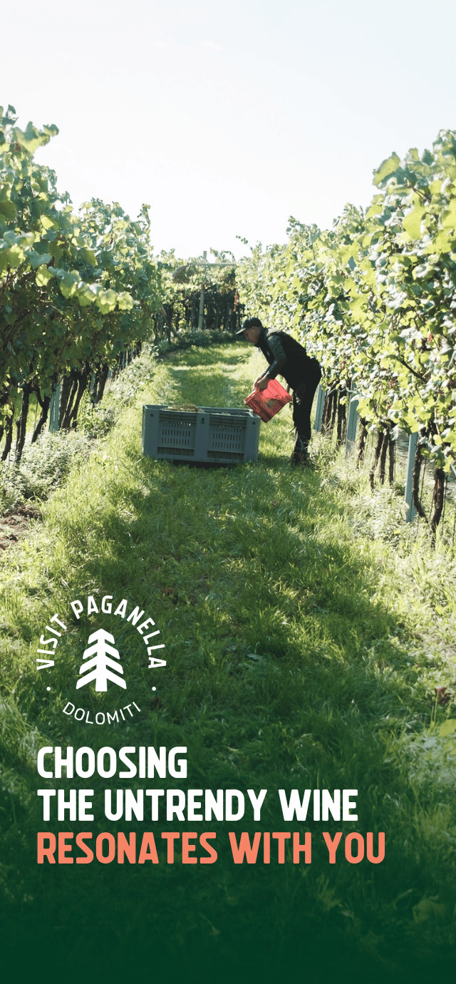 A sunny grape harvest scene in a lush vineyard. A man standing between the grassy rows empties a red basket of grapes into a large gray crate. In the bottom left, there is a circular white logo with a stylized pine tree and the words "VISIT PAGANELLA" and "DOLOMITI". Below the logo, text reads: "CHOOSING THE UNTRENDY WINE" in white, and "RESONATES WITH YOU" in peach color. | © Filippo Frizzera, 2025