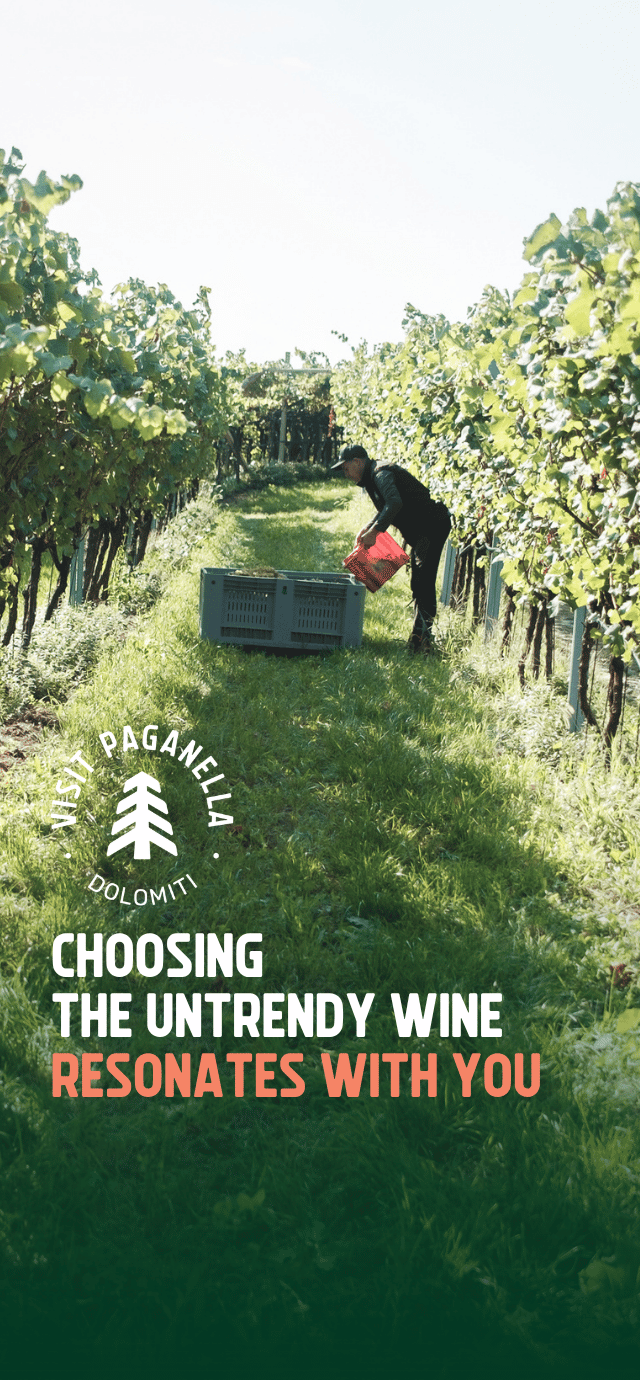 A sunny grape harvest scene in a lush vineyard. A man standing between the grassy rows empties a red basket of grapes into a large gray crate. In the bottom left, there is a circular white logo with a stylized pine tree and the words "VISIT PAGANELLA" and "DOLOMITI". Below the logo, text reads: "CHOOSING THE UNTRENDY WINE" in white, and "RESONATES WITH YOU" in peach color. | © Filippo Frizzera, 2025