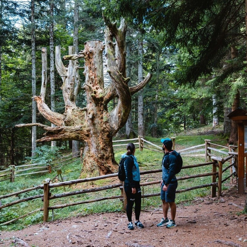 Monte - Rif. Malga Kraun (SAT 500-507)