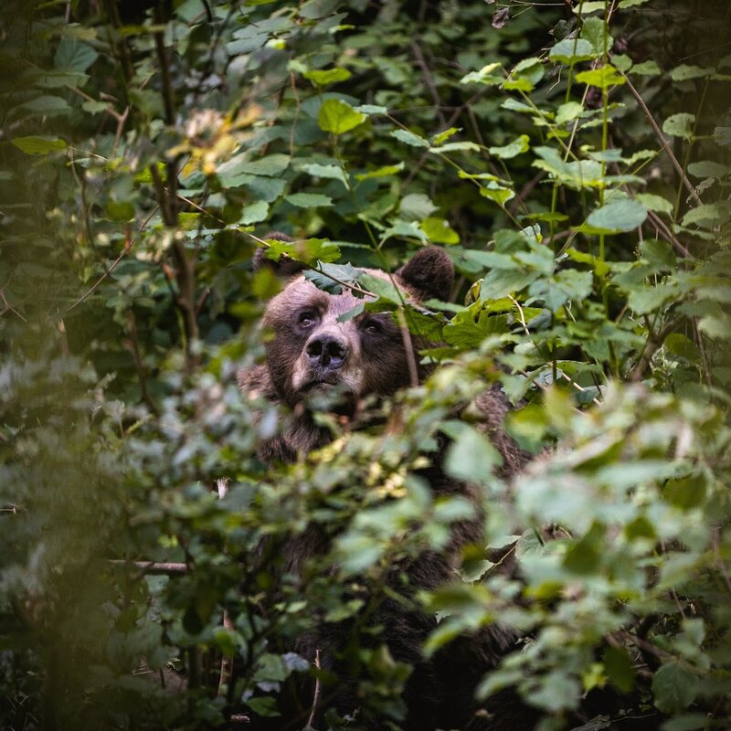 Walk in Spormaggiore on the trail of the bear