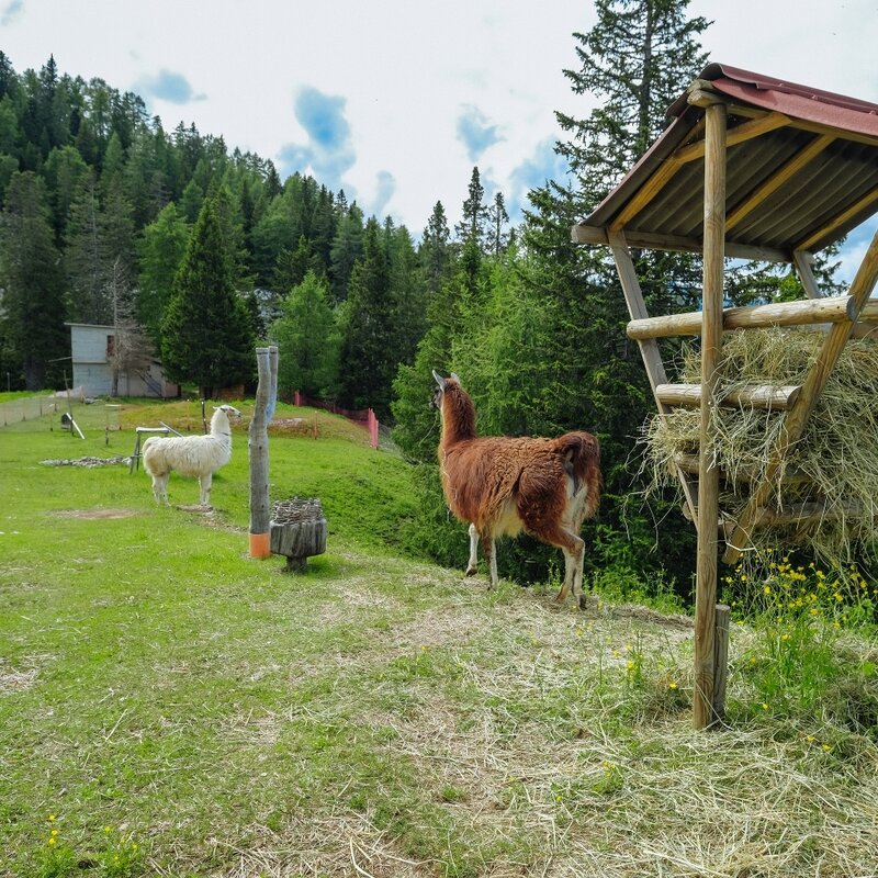 Passeggiata da Doss Pelà al Rifugio Dosso Larici