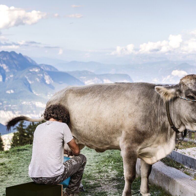 Passeggiata da Meriz a Malga Fai