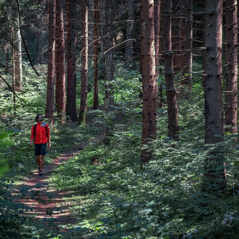 Water and Beeches path in the Parco del Respiro