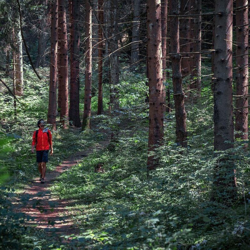 Water and Beeches path in the Parco del Respiro