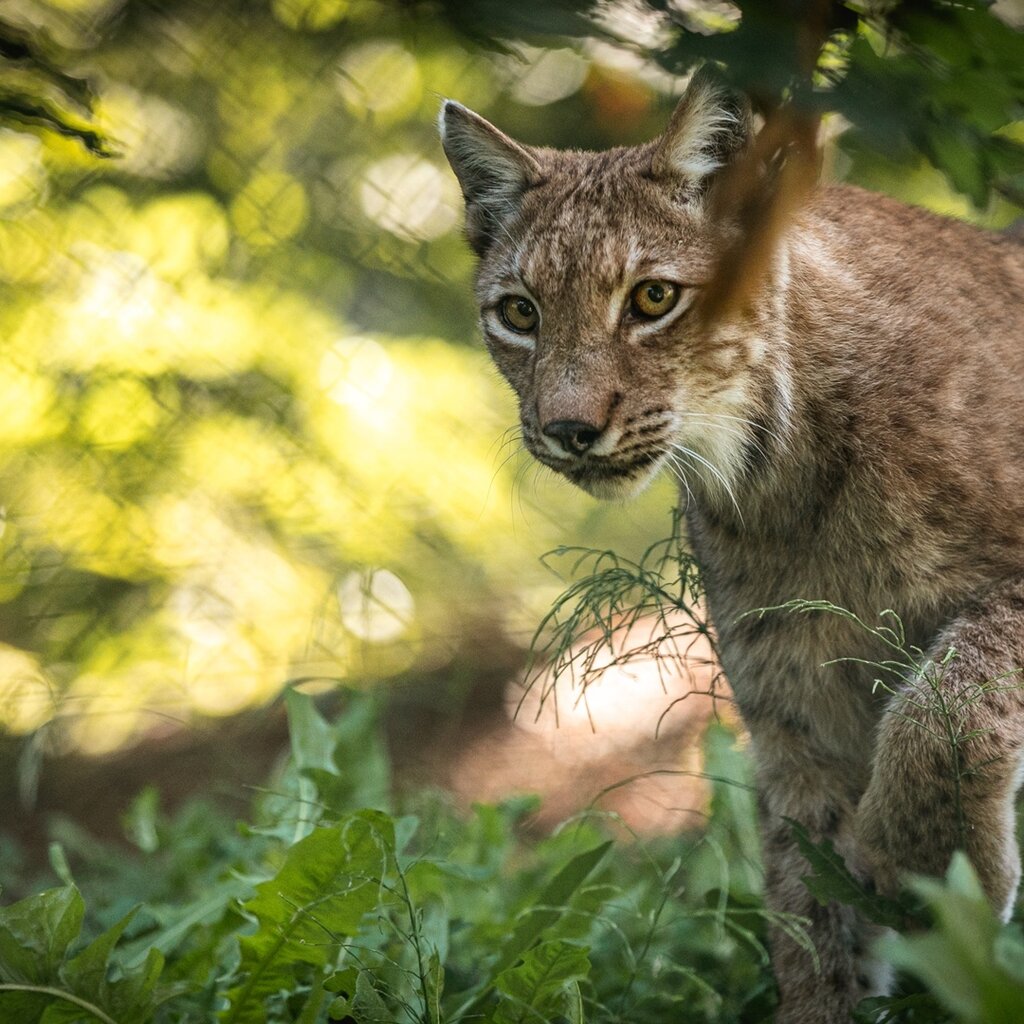 Belpark Wildlife Park