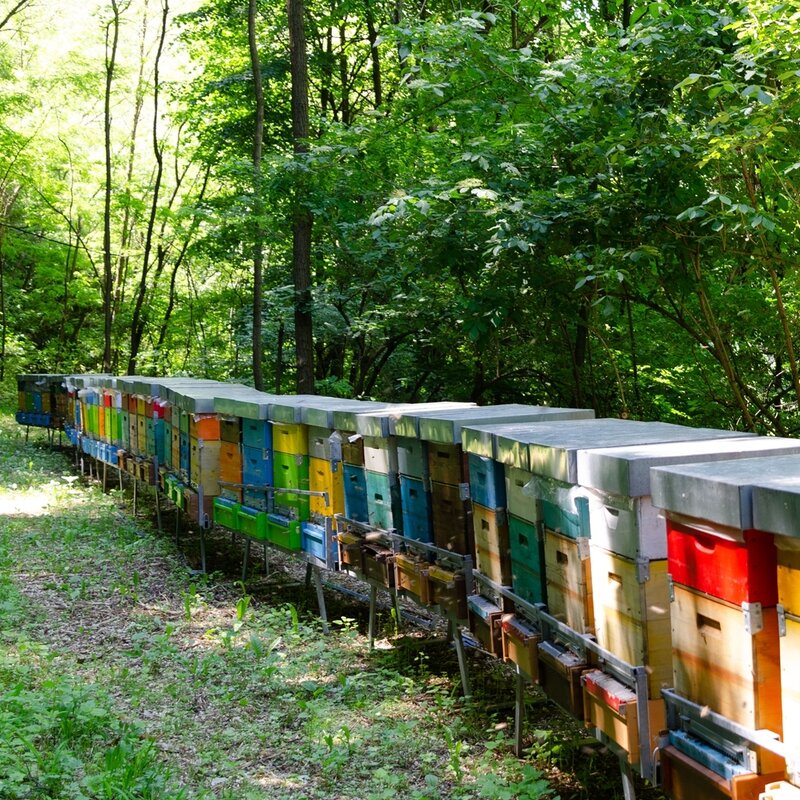 Apicoltura Facchinelli