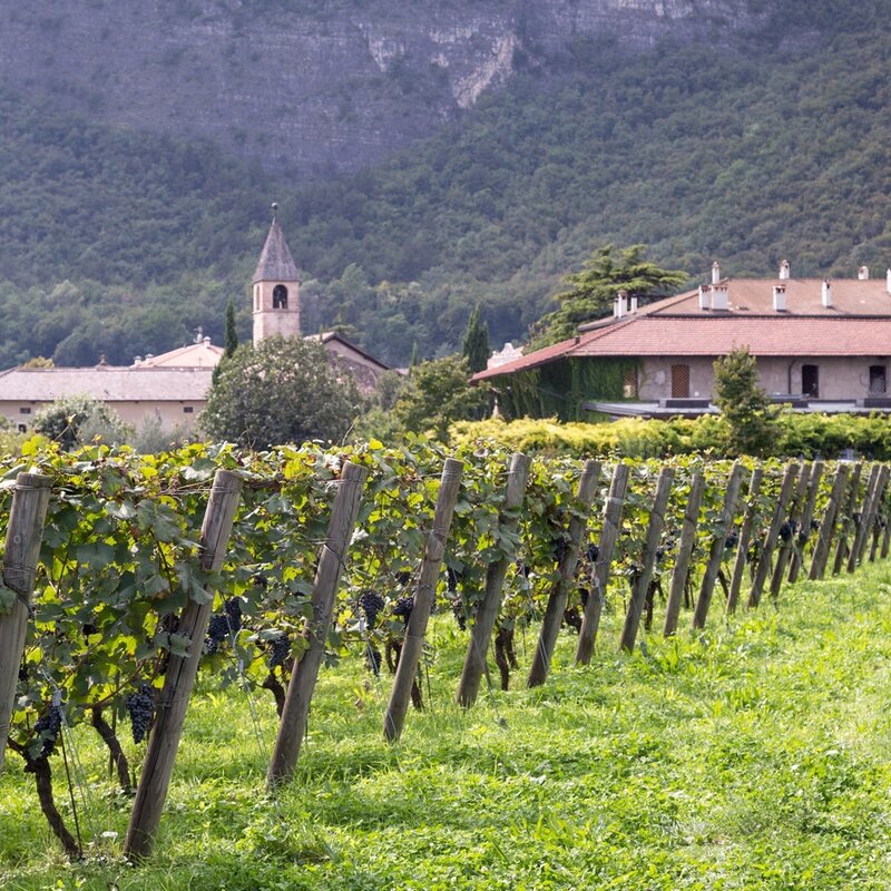Foradori Weingut